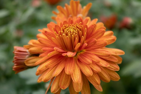 Les fleurs, vos alliées pour une décoration de table sublime