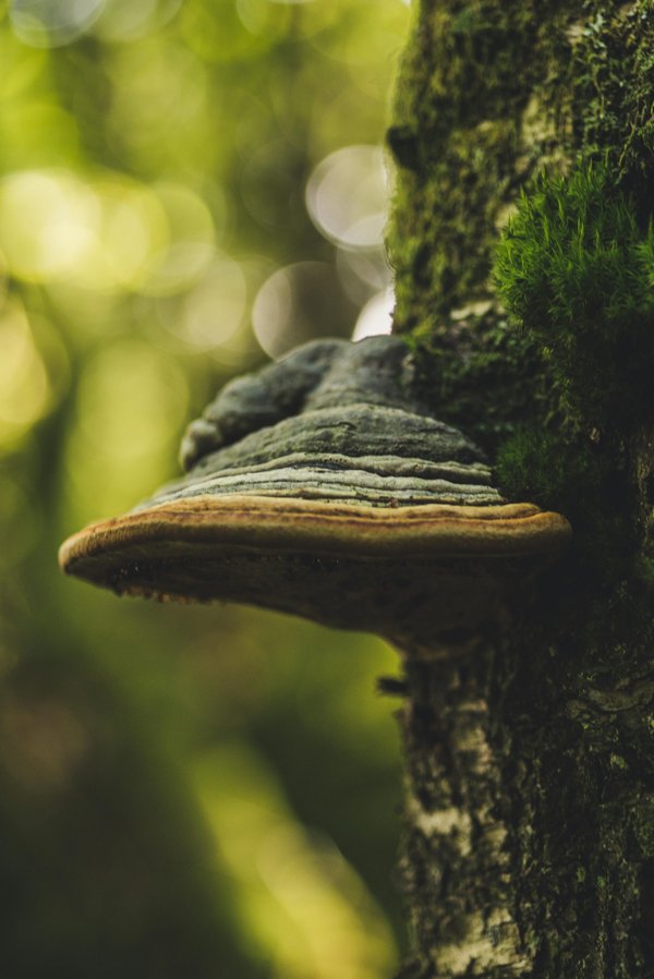 Liste des champignons lignivores : comment les identifier ?